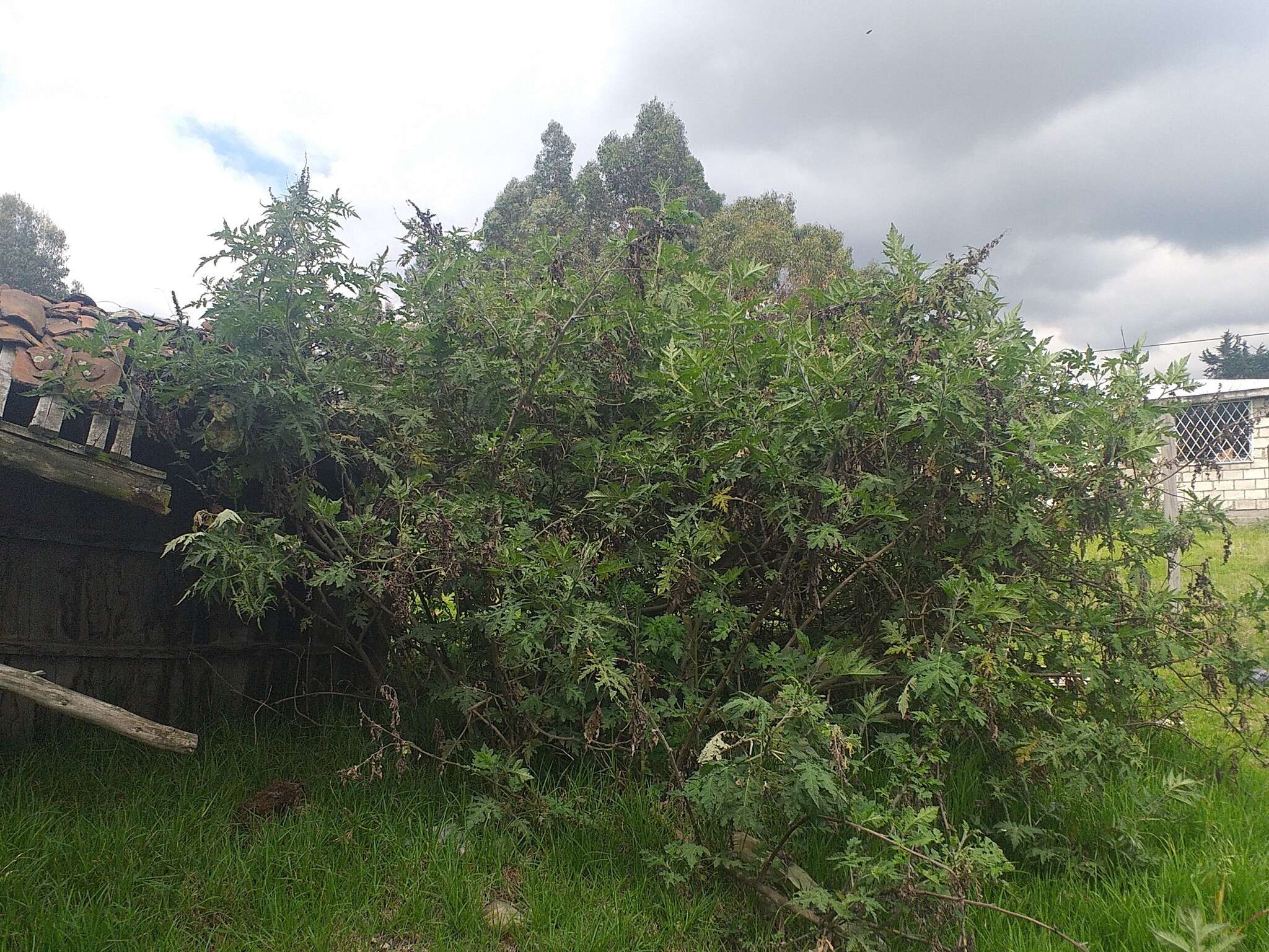 Image of Ambrosia arborescens Mill.