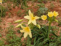 Imagem de Crinum flaccidum Herb.