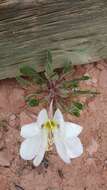 Imagem de Oenothera cespitosa Nutt.