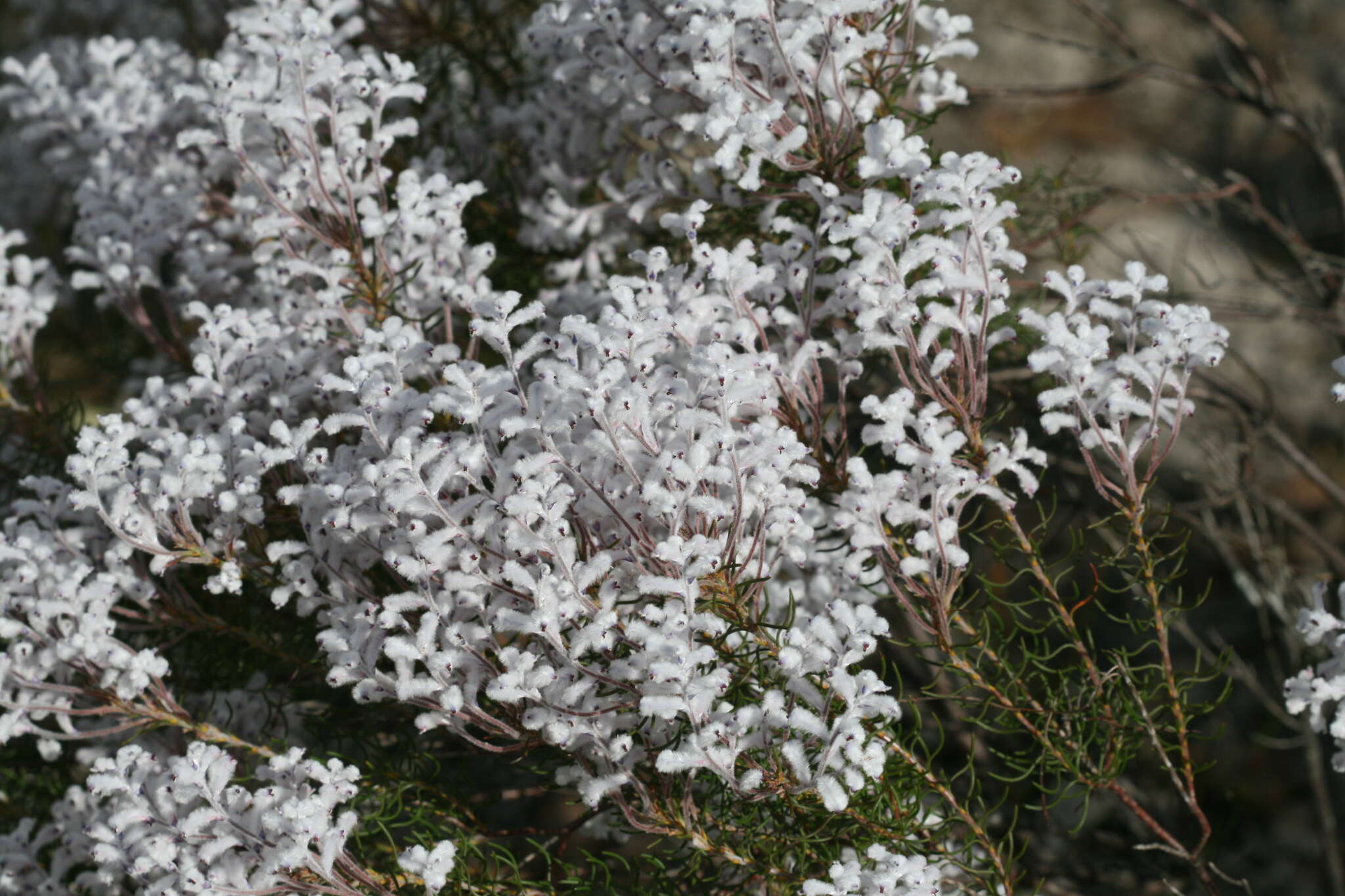 Image of Conospermum floribundum Benth.