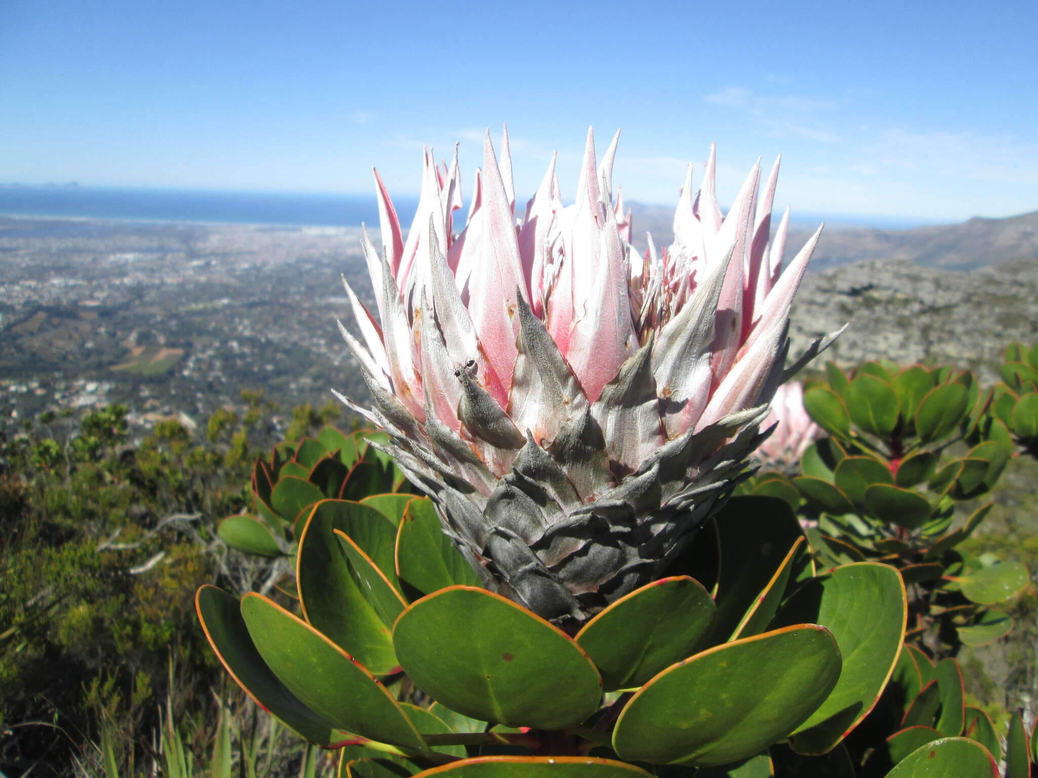 Imagem de Protea cynaroides (L.) L.