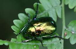 Mimela splendens (Gyllenhal 1817) resmi