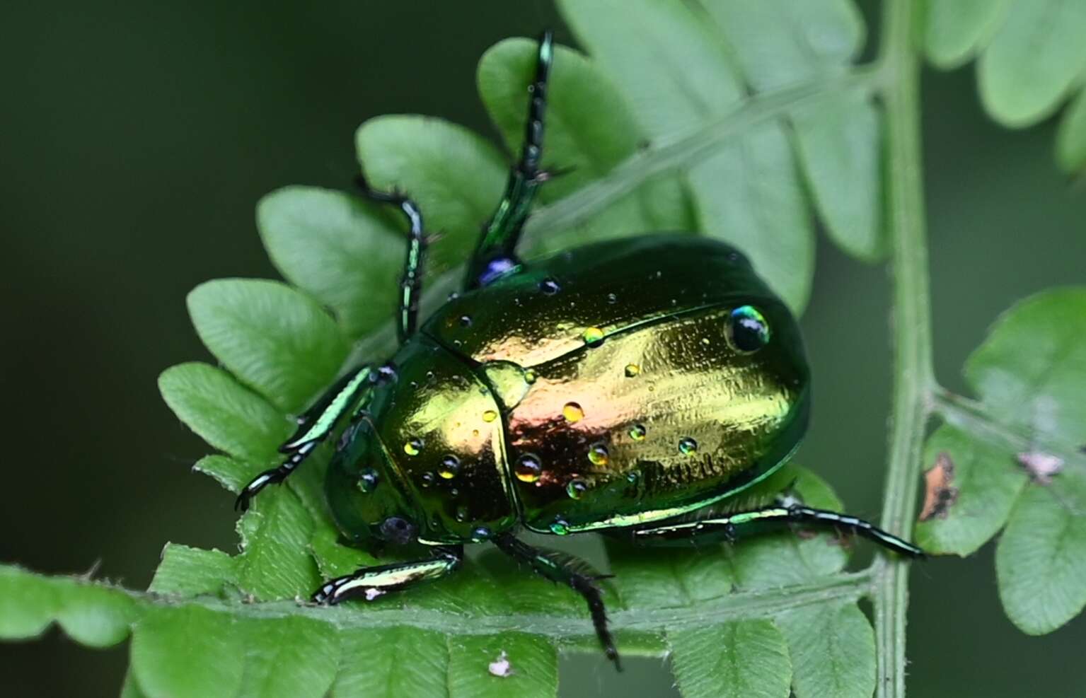 Mimela splendens (Gyllenhal 1817) resmi