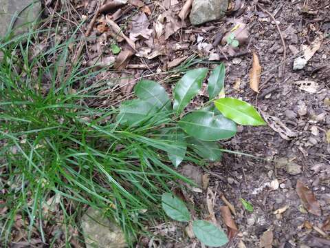 Plancia ëd Scleria lithosperma (L.) Sw.