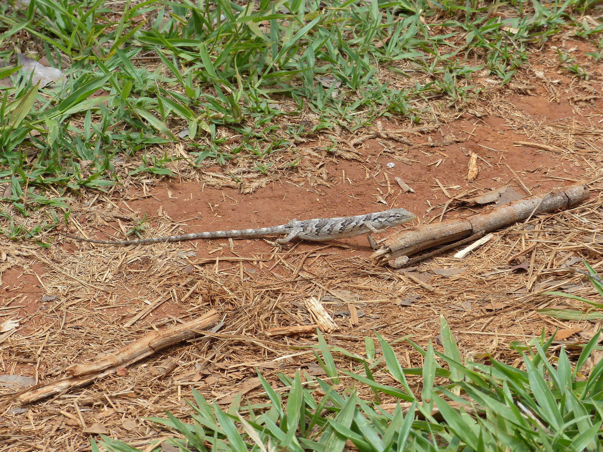 Image of Brazilian Bush Anole