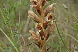 Imagem de Orobanche teucrii Holandre