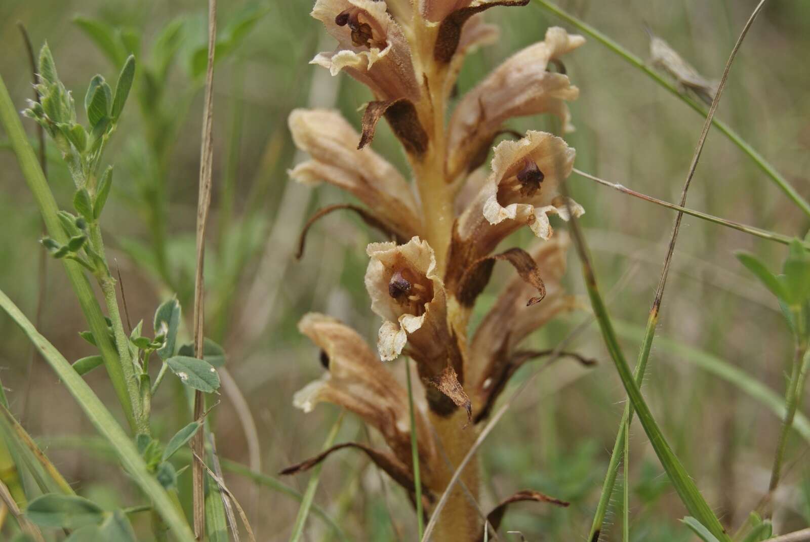 Orobanche teucrii Holandre的圖片