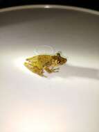 Image of Boulenger's Snouted Treefrog