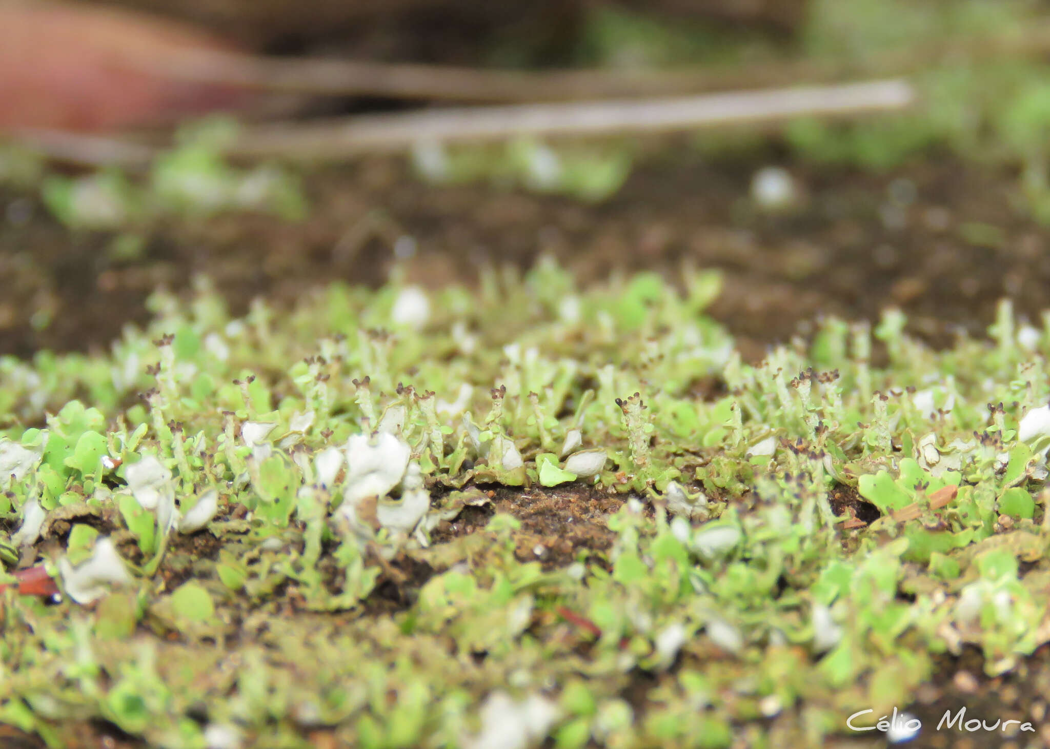 Image of Cladonia pityrophylla Nyl.