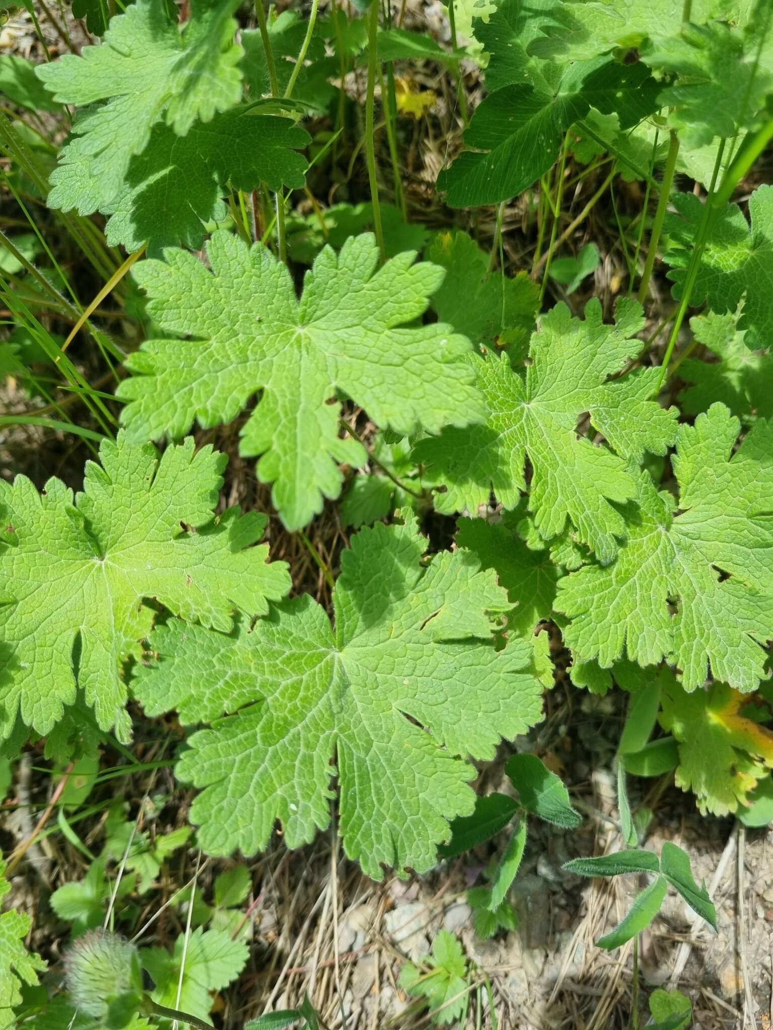 Image of Glandular Crane's-bill