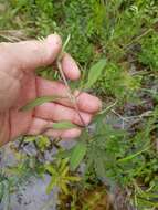 Image of Small-Flower Thoroughwort