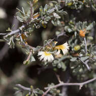 Image of Scaevola spinescens R. Br.