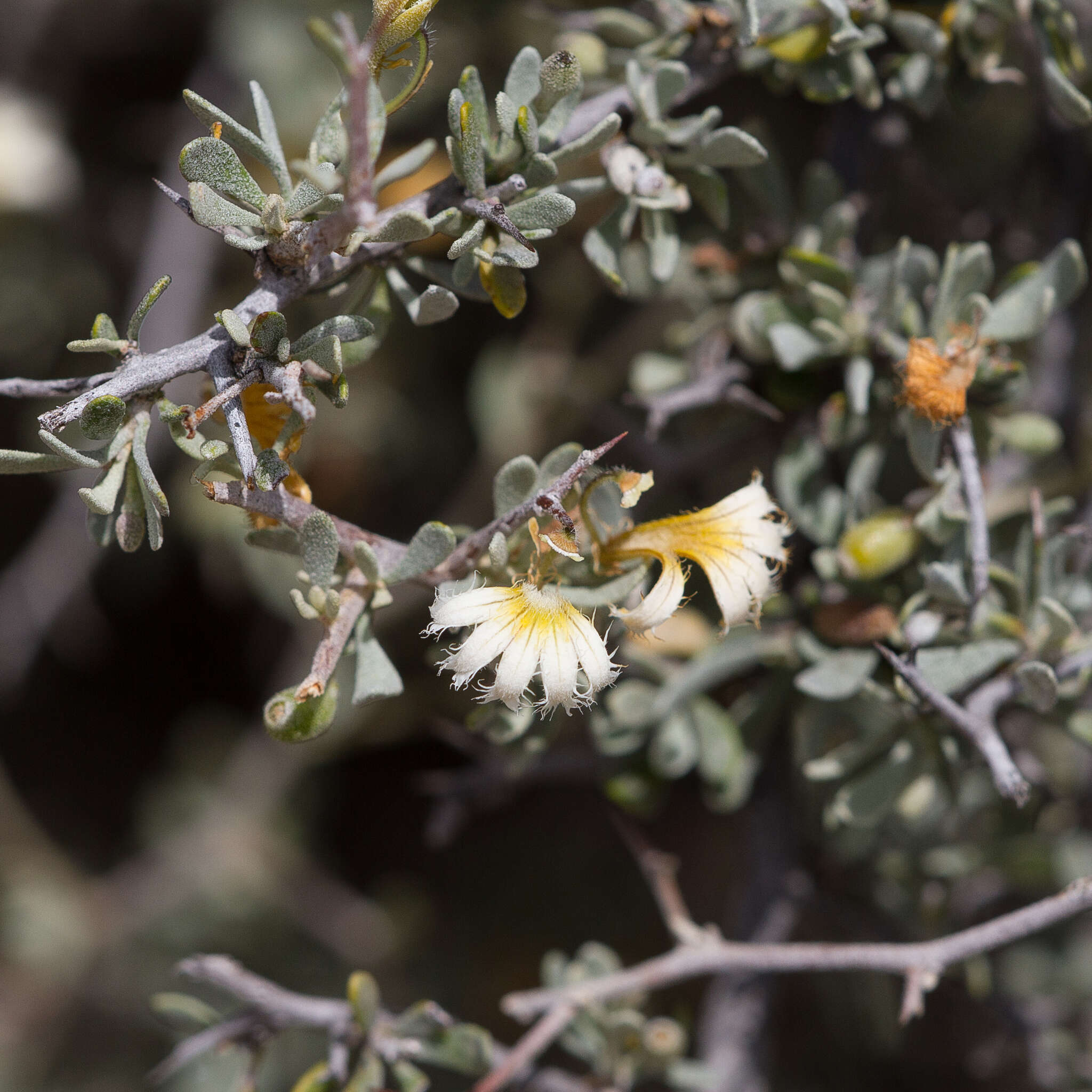 Imagem de Scaevola spinescens R. Br.