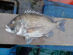 Image of Black bream