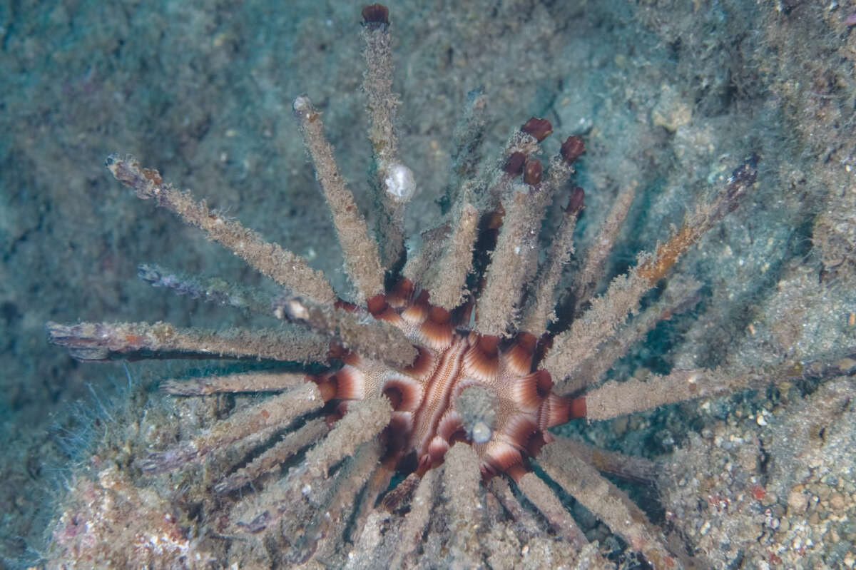 Image of blade-tipped tiara-urchin