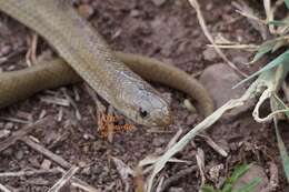 Image of Largenose Earth Snake