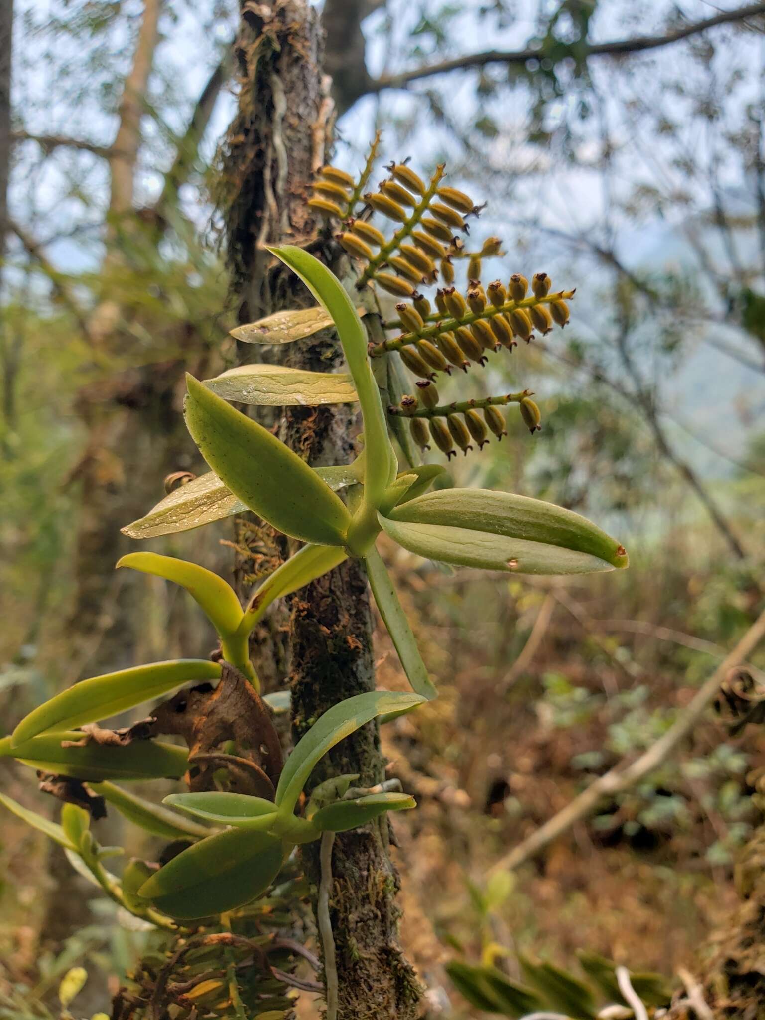 Image of Fairy bentspur orchid