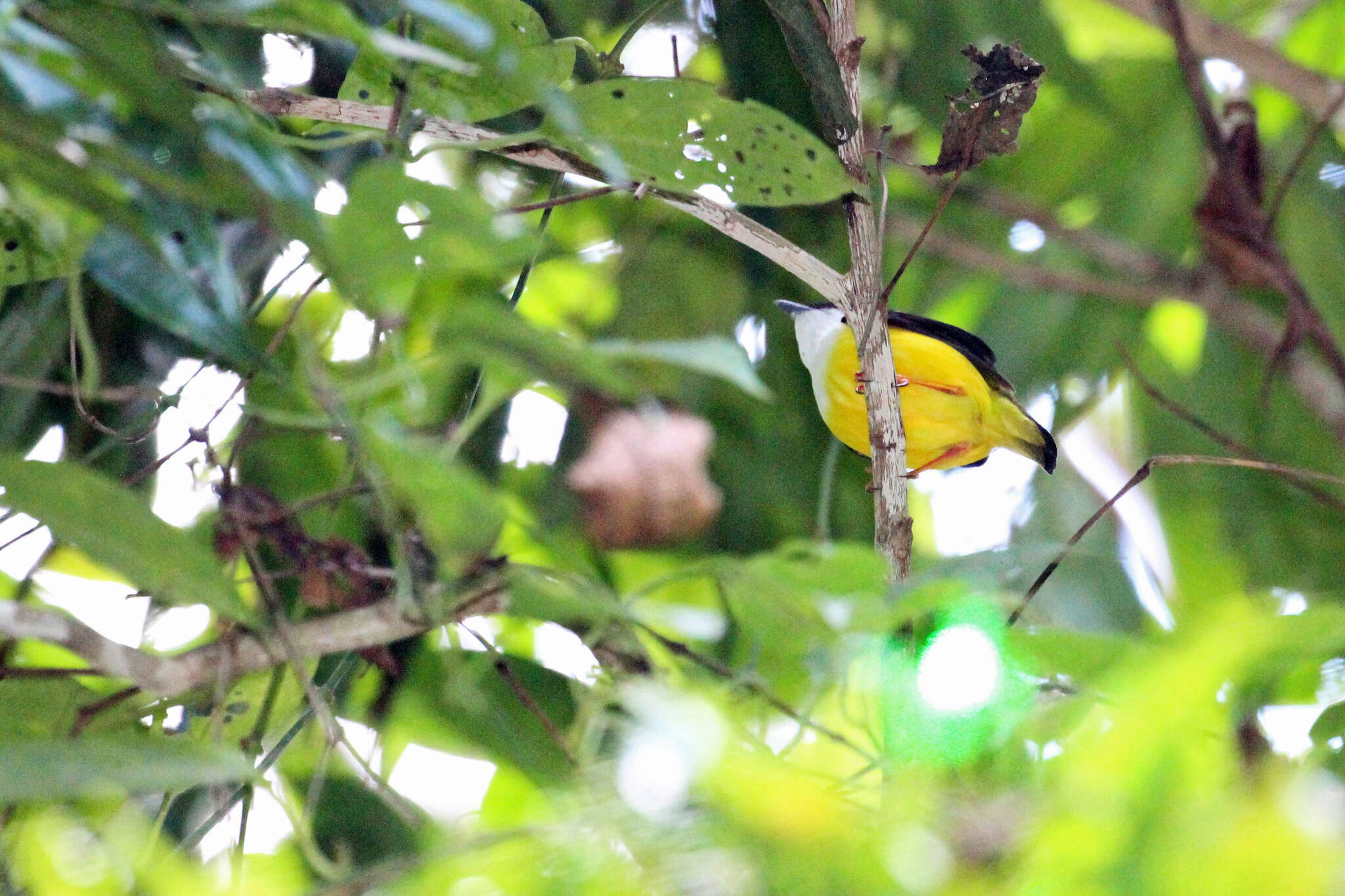 Image of White-collared Manakin