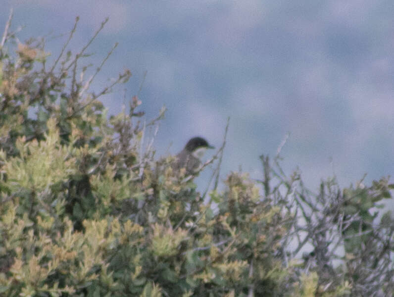 Image of Western Orphean Warbler