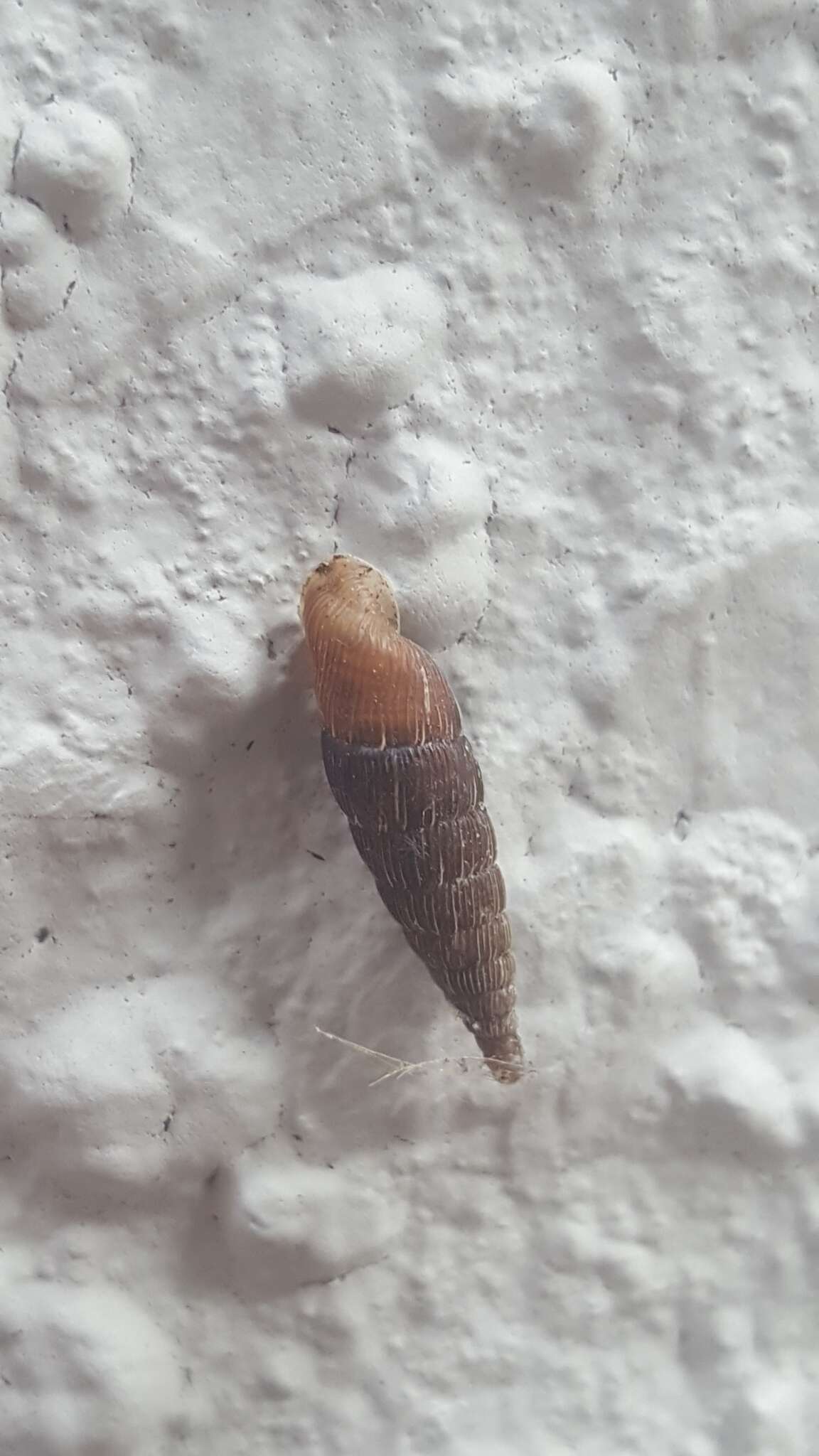 Image of two-lipped door snail