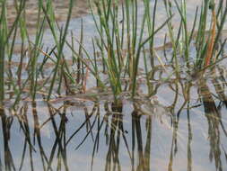 Image of seaside alkaligrass