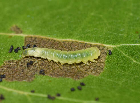 Image of Caloptilia stigmatella (Fabricius 1781)