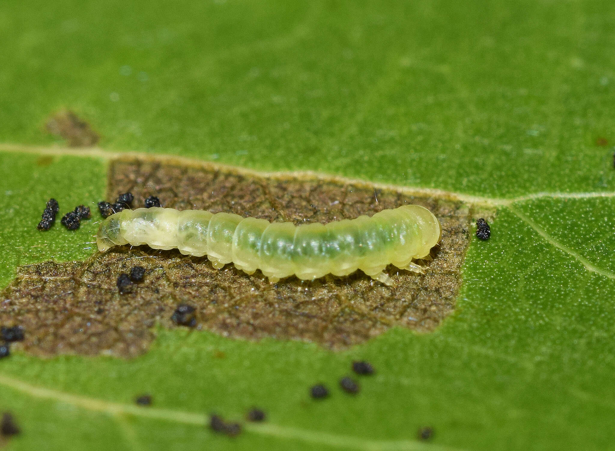 Imagem de Caloptilia stigmatella (Fabricius 1781)