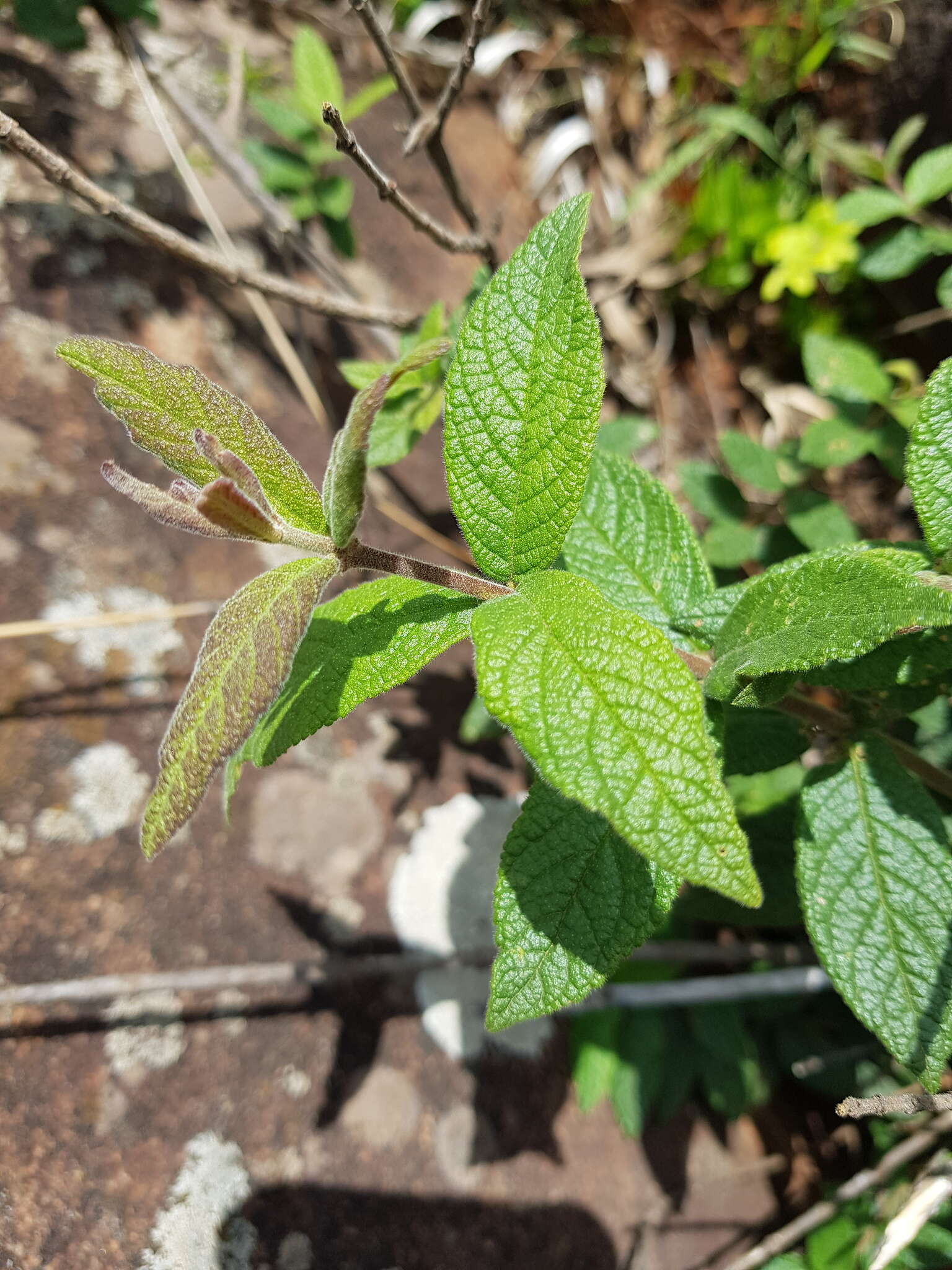 Image of Bowkeria cymosa Mac Owan