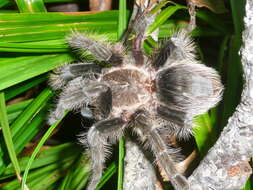 Image of Tliltocatl albopilosus