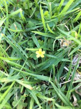 Oxalis exilis A. Cunn. resmi