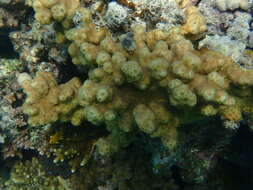 Image of hedgehog coral