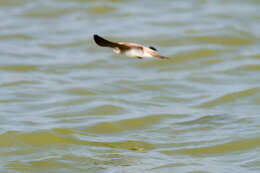 Image of Grey-throated Martin