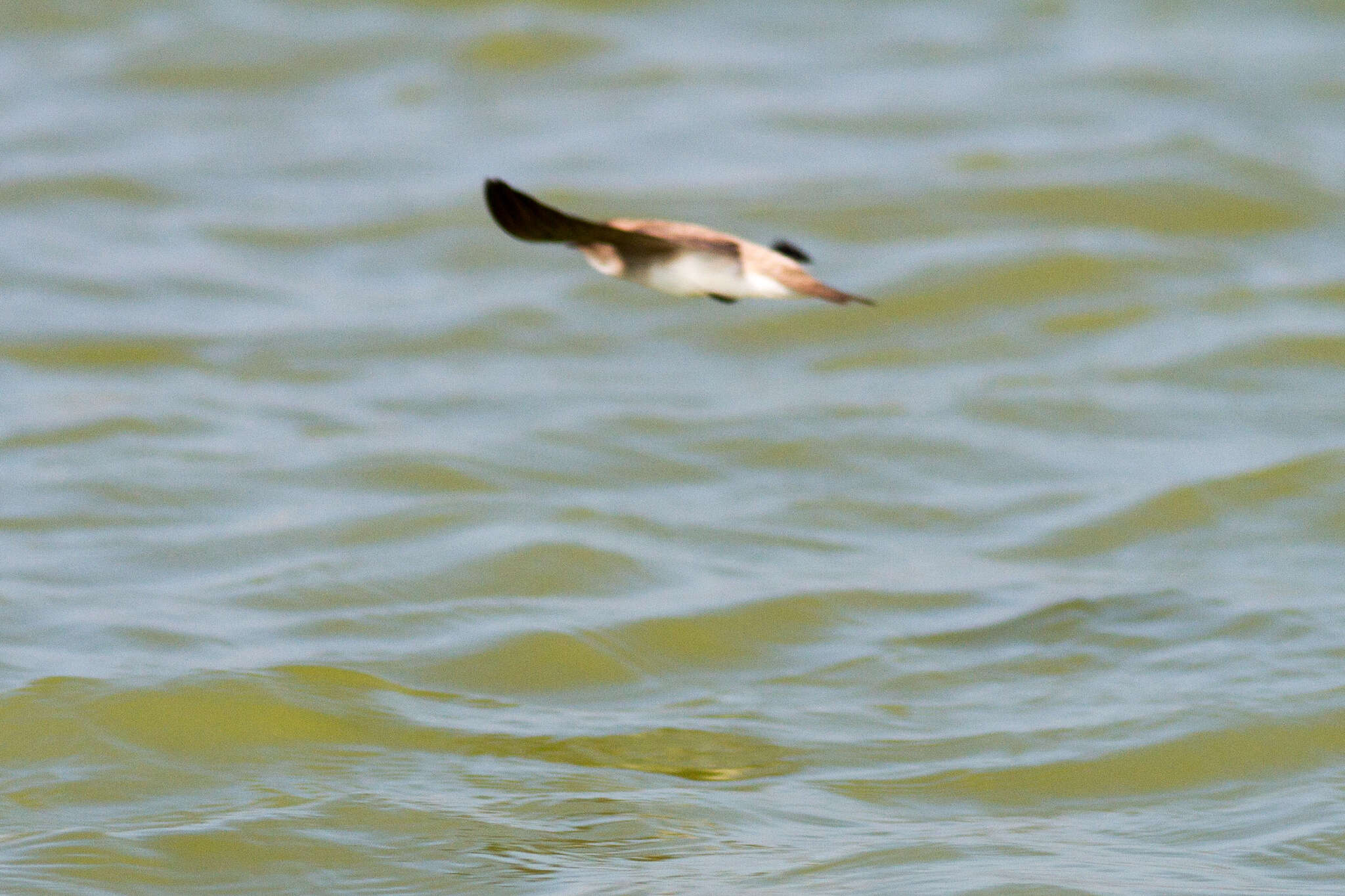 Image of Grey-throated Martin