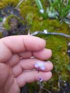 Image of Utricularia grampiana R. W. Jobson