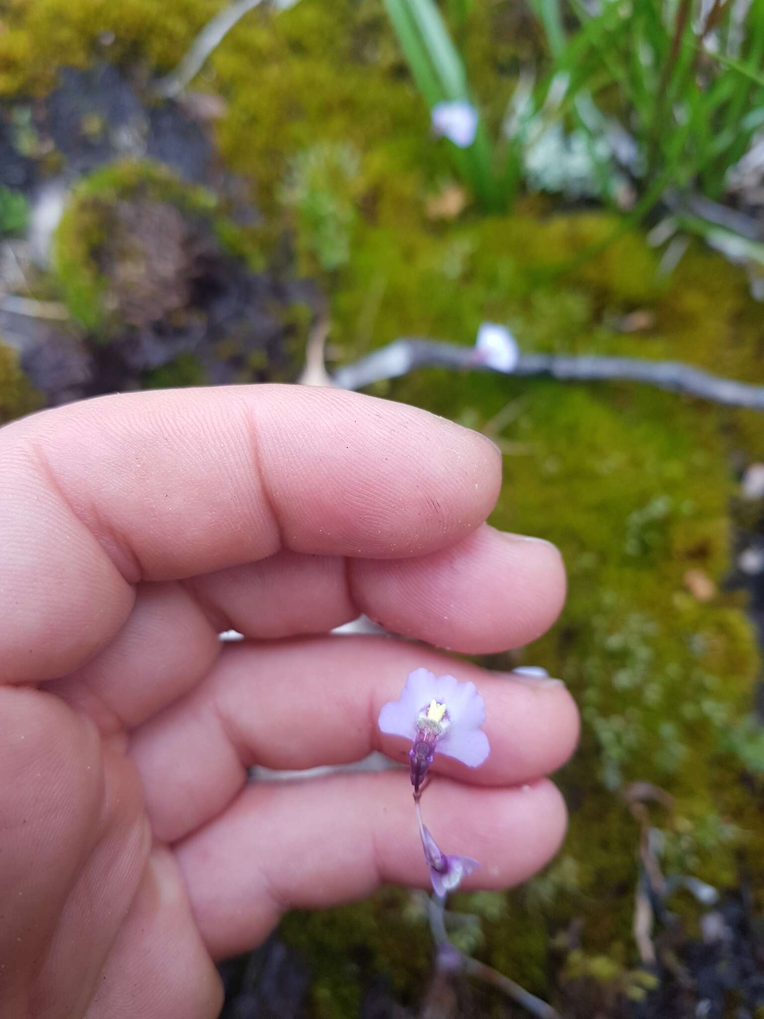 Image of Utricularia grampiana R. W. Jobson