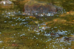 Plancia ëd Chlorogomphus suzukii (Oguma 1926)