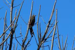 Image of Madagascar Black Coucal