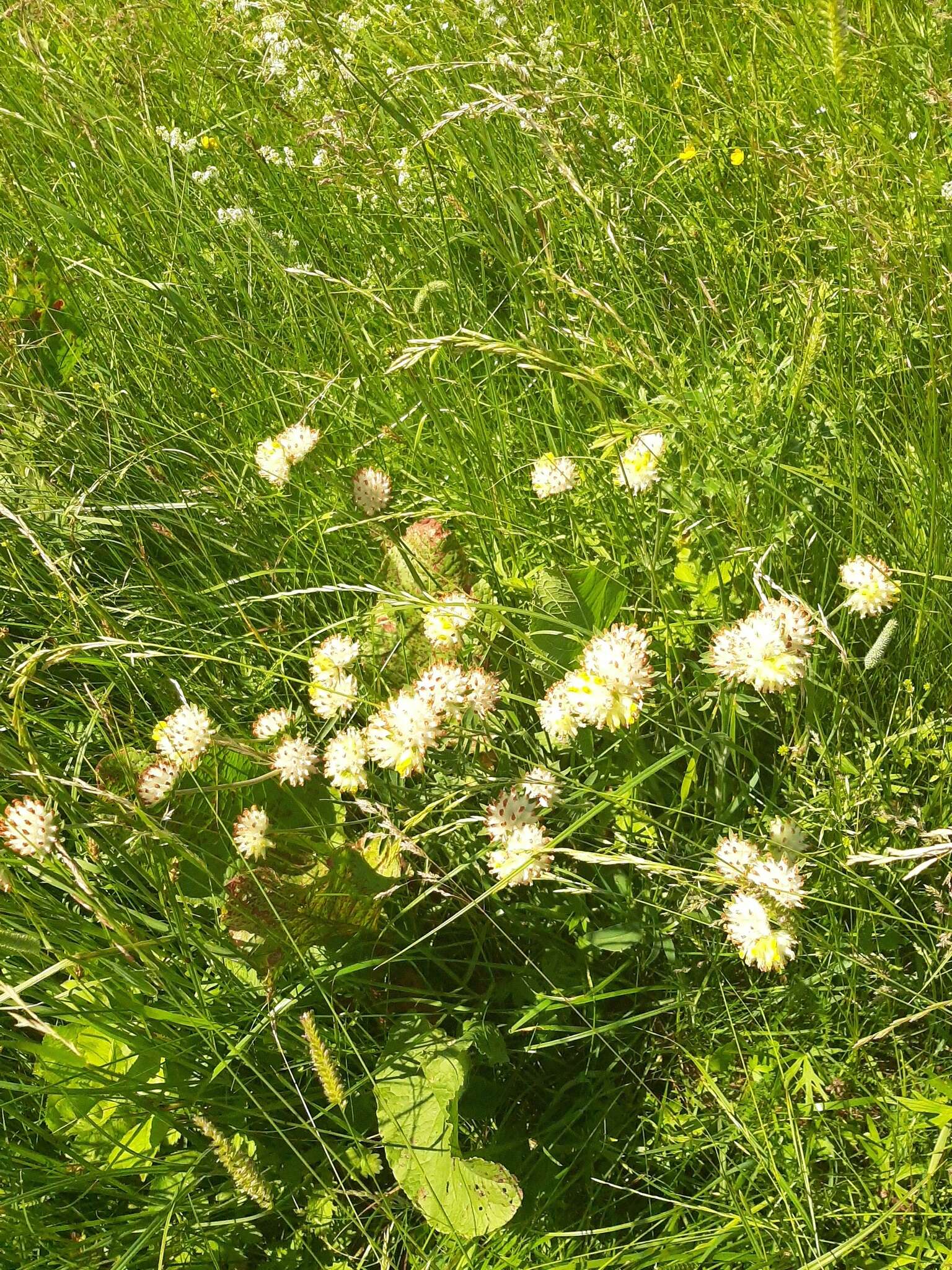 Image of Anthyllis vulneraria subsp. polyphylla (DC.) Nyman