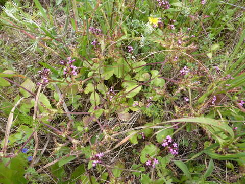 Image of Fedia graciliflora Fischer & Meyer