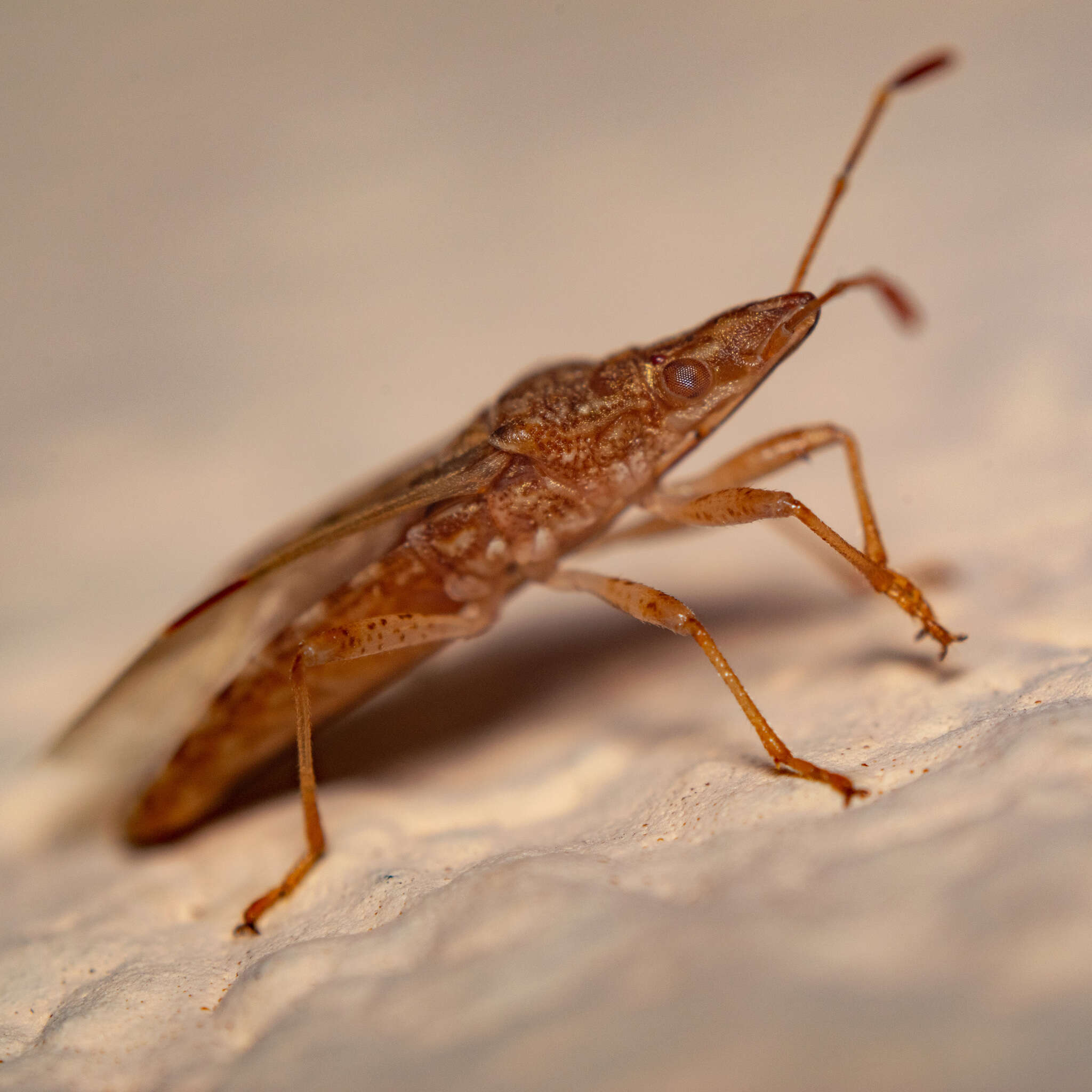 Image of sycamore seed bug