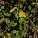 Image of Berberis montana C. Gay