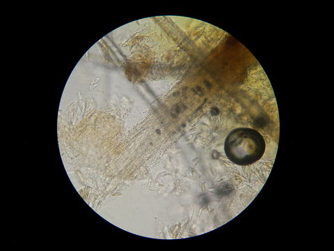 Image of <i>Microsporum canis</i> E. Bodin ex Guég. 1902