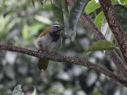 Image of Buff-throated Saltator