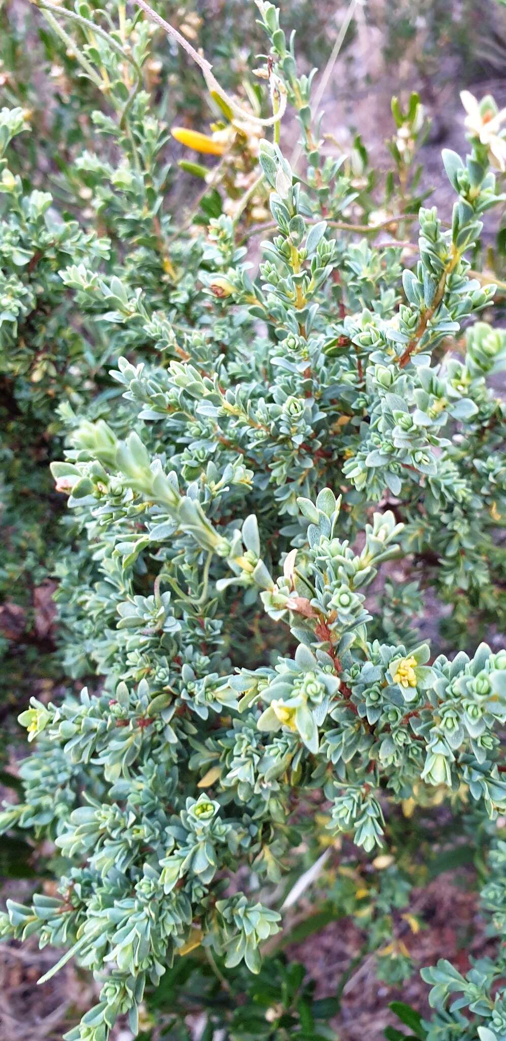 Image of Pimelea serpyllifolia R. Br.