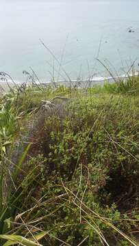 Image of Kunzea amathicola de Lange & Toelken