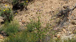 Image of yellowstem bushmallow