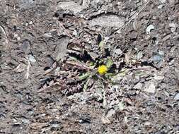 Слика од Taraxacum zealandicum Dahlst.