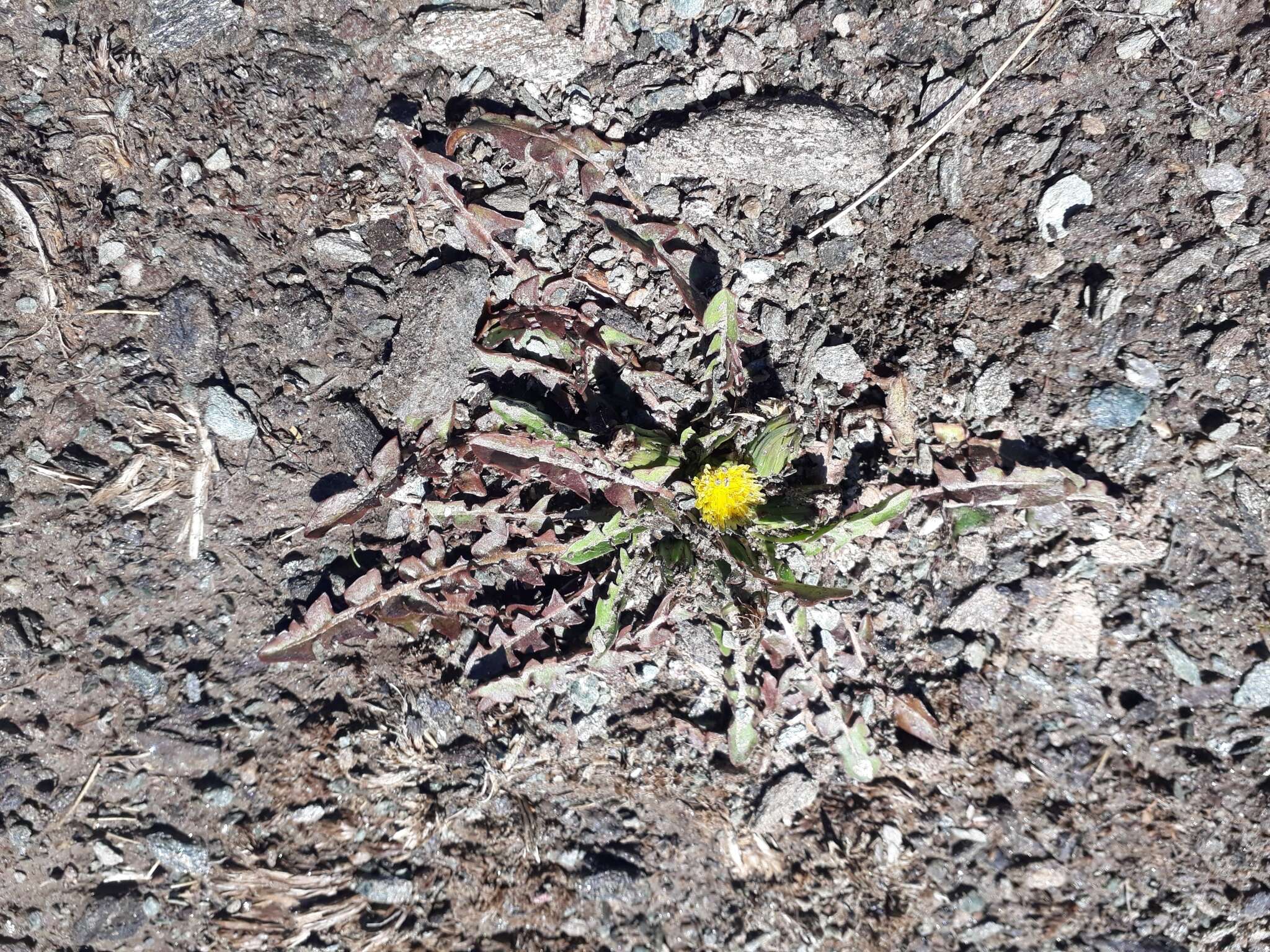 Image of Taraxacum zealandicum Dahlst.