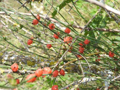 Image of Ephedra triandra Tul.