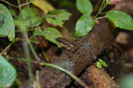 Image of Hyloxalus infraguttatus (Boulenger 1898)